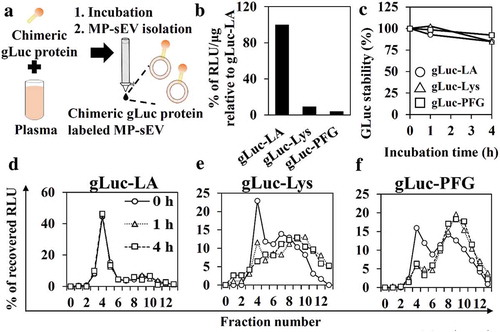 Figure 2. MP-sEV labelling by chimeric gLuc proteins and stability in serum. (a) Schematic workflow of MP-sEV labelling with chimeric gLuc proteins. (b) The luciferase activity per sEV protein amounts of MP-sEV incubated with approximately 5–7 × 109 RLU of gLuc-LA, gLuc-Lys or gLuc-PFG. The results are expressed as the percentage relative to gLuc-LA. (c) Time-course of gLuc activity for gLuc-LA-, gLuc-PFG- or gLuc-Lys-labelled MP-sEVs incubated with 10% mouse serum in PBS at 37°C. (d–f) SEC analysis of (d) gLuc-LA-, (e) gLuc-PFG- or (f) gLuc-Lys-labelled MP-sEVs incubated with 10% mouse serum in PBS at 37°C for the indicated time periods.