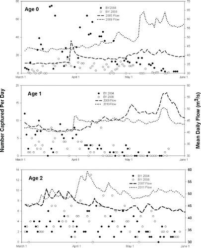 FIGURE 4. Daily catch of age-0 fry and age-1 and age-2 juvenile Bull Trout progeny from the high-escapement 2004 brood year (BY) compared with low-escapement 2008 brood year at the lower Metolius River downsteam-migrant trap during cohorts' respective migration years. Also shown are the mean daily Metolius River flows at the trap site during the 3-month sampling periods for each of the six migration years.