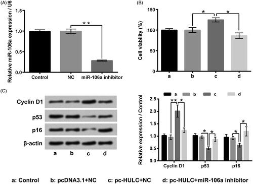 Figure 5. miR-106a attended to the function of HULC on TPC-1 cell viability and proliferation. (A) TPC-1 cells underwent miR-106a inhibitor transfection, the miR-106a expression was tested. TPC-1 cells underwent different transfection, (B) cell viability and (C) the Cyclin D1, p53 and p16 expressions were determined, respectively. *p < 0.5; **p < .01.