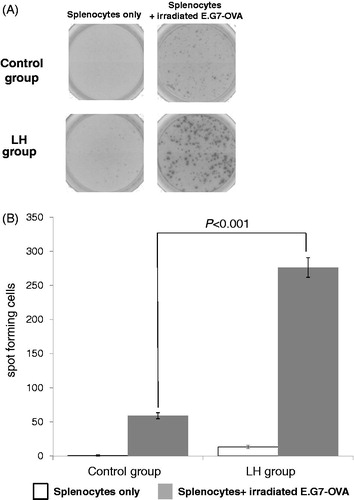 Figure 3. LH-induced tumor-specific splenocytes. To evaluate tumor-specific T cells induced by LH, ELISpot assays were performed using splenocytes obtained from mice from each group (n = 7 per group) as described in the Materials and Methods section. (A) Representative pictures of wells in the control and LH groups. Splenocytes were incubated with/without irradiated E.G.7-OVA. LH, local hyperthermia. (B) Data are reported as the mean number of spots ± SE of triplicate samples. Spot forming cells (SFC) were significantly increased in the LH group. Two-tailed, unpaired Student’s t-test was performed.