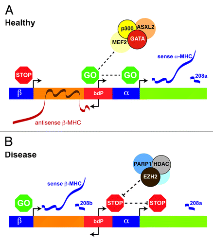 Figure 1. Interplay of chromatin modifications and non-coding RNAs regulate MHC genes in the heart. The expression of cardiac α- and β-MHC genes is regulated in (A) healthy and (B) diseased heart. The bi-directional promoter (bdP) of the α- and β-MHC intergenic region comprises binding sequences for GATA, CTF1/NF1, RAR, T3R, MEF-2 transcription factors. Both the α- and β-MHC genes encode miRNA-208a and miRNA-208b that function in heart health and disease. The bdP is known to transcribe AS β-MHC which serves to regulate β-MHC sense (mRNA) transcription by chromatin interaction. The co-regulatory chromatin determinants BRG1, histone deacetylases (HDACs), and EZH2 are involved in the suppression of AS β-MHC and α-MHC genes in disease.