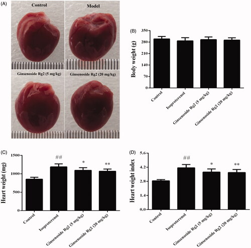 Figure 4. Effect of ginsenoside Rg2 on cardiac hypertrophy in myocardial ischaemic rats. Data are presented as the mean ± SD (n = 8). ##p < 0.01 compared with control group; *p < 0.05, **p < 0.01 compared with isoproterenol group. A indicates representative photomicrographs of the gross morphological hearts. B indicates bar graph of body weight. C indicates bar graph of heart weight. D indicates bar graph of heart weight index.