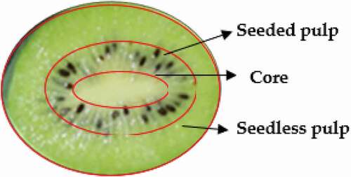 Figure 1. Schematic diagram of different parts of kiwifruit