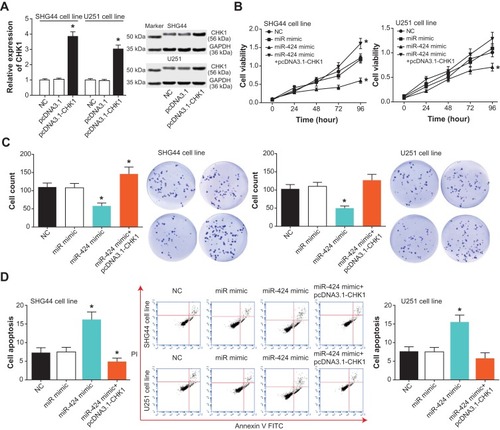 Figure 6 CHK1 mediated the role of miR-424 in affecting viability, proliferation and apoptosis of glioma cells. (A) The amount of CHK1 in SHG44 and U251 cells was verified after transfection of pcDNA3.1-CHK1. *: P<0.05 when compared with the NC group. (B) The viability of glioma cells was drawn among NC, miR-mimic, miR-424 mimic and miR-424 mimic+pcDNA3.1-CHK1 groups. *: P<0.05 when compared with the NC group. (C) The proliferative capacity of glioma cells was compared among NC, miR-mimic, miR-424 mimic and miR-424 mimic+pcDNA3.1-CHK1 groups. *: P<0.05 when compared with the NC group. (D) The apoptotic percentage of glioma cells was observed after respective treatments of NC, miR-mimic, miR-424 mimic and miR-424 mimic+pcDNA3.1-CHK1 groups. *: P<0.05 when compared with the NC group.