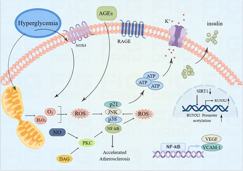Figure 1 Mechanism of oxidative stress promoting vascular calcification in diabetes. In the environment of diabetes, AGEs bind to advanced glycosylation receptor (RAGE), which activates NF-kB and promotes vascular calcification by enhancing the expression of VEGF, VCAM-1 and other genes. PKC pathway increases ROS level of endothelial cells by reducing NO production.Oxidative stress promotes VC by activating p21, JNK, p38 and NF-kB. ROS excess inhibits insulin gene transcription by opening ATP-sensitive K+channels, thus inhibiting insulin production and secretion. Oxidative stress promotes VC by activating p21, JNK, p38 and NF-kB. Upregulation of SIRT1 in VSMC leads to downregulation of endoplasmic reticulum (ER) stress signal transduction components, regulating SIRT1 and ER stress signals to inhibit arterial calcification in CKD. Graphics by Figdraw.