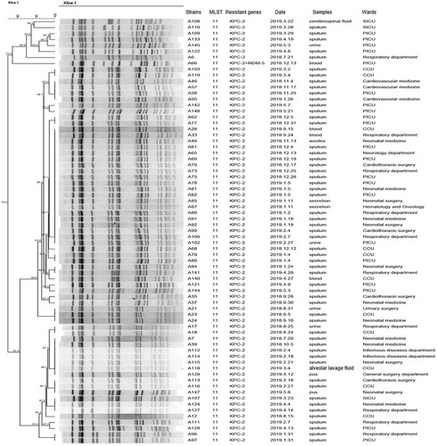 Figure 2 Dendrogram of PFGE profiles of 71 CRKP ST11 isolates. The UPGMA algorithm was performed to construct a dendrogram based on the dice similarity coefficient. Strains were classified as the same clone cluster when their dice similarity index was ≥80%.