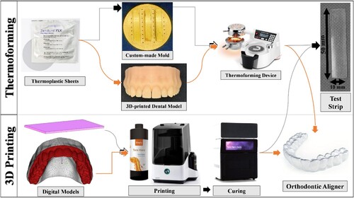 Figure 1. Schematic diagram illustrating the workflow employed to produce specimens (Rectangular Strips or Full Anatomical Aligners) in the present study, using either the thermoforming process or 3D printing.