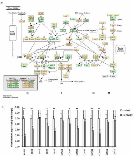 Figure 5. The expression of genes involved in the cell cycle pathway was associated with RGS19. (a) Genes involved in cell cycle pathway. (b) The results of qRT-PCR showed that sh-RGS19 caused the lower expression of 8 key genes in the cell cycle