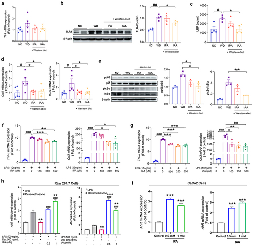 Figure 4. Administration of IPA and IAA suppresses the increase in endotoxin and the inflammatory response caused by WD.