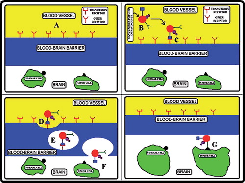 Figure 5. Diagrammatic representation of receptor-mediated endocytosis to cross the BBB and deliver the drug at targeted site only. (A) Representation of BBB, (B) Intravenously injection of nanocarrier, (C) Transferrin attached to BBB receptor. (D, E & F) Receptor mediated endocytosis of nanocarrier and reached into brain by exocytosis, (G) Finally, nanocarrier attached with tumor cells only through monoclonal antibody.