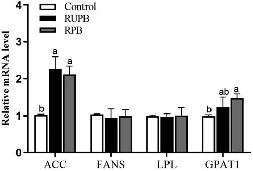 Figure 1. The relative abundance of mRNA for genes involved in lipid metabolism of LD muscle in lambs. Control, basal diets; RUPB, treatment with 1.6 g/kg dietary rumen-unprotected betaine supplementation; RPB, treatment with 2.9 g/kg dietary rumen-protected betaine supplementation. ACC: acetyl-CoA carboxylase; FANS: fatty acid synthetase; LPL: lipoprotein lipase; GPAT1: glycerol-3-phosphate acyltransferase 1.