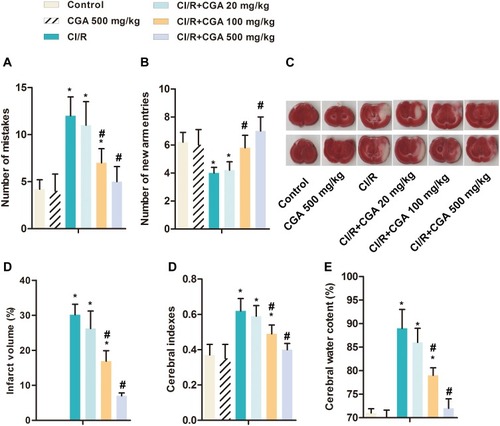 Figure 1 CGA mitigates brain damage in rats with CI/R. Rats were randomly divided into six groups with ten in each group: Control group; CGA group; CI/R group; CI/R + CGA (20 mg·kg−1) group; CI/R + CGA (100 mg·kg-1) group; CI/R + CGA (500 mg·kg-1) group. (A) The number of mistakes in jumping platform was detected by Step-down test. (B) The number of new arm entries was detected by Y maze test. (C) Cerebral infarction volume. (D) Cerebral indexes. (E) Cerebral water content. *p<0.05 vs control group; #p<0.05 vs CI/R group.