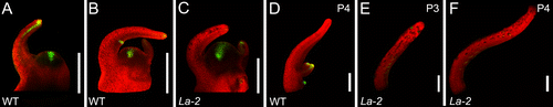 Figure 1. Leaf primordia of La-2 exhibit weak and diffused auxin signal throughout their margins. Confocal micrographs showing the spatial expression of the auxin signal reporter DR5::VENUS (green). Genotypes are indicated at the bottom left corner of each panel. (A-C) Longitundal view of the SAM and two young leaf primordia. (D-F) Longitundal view of leaf primordia. The developmental stage is indicated at the top right corner. Scale bars: 200µm.