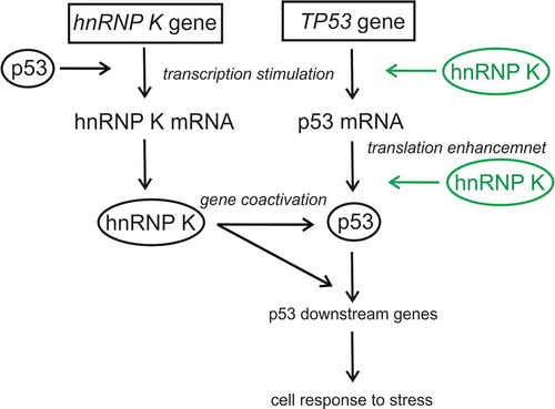 Figure 7. Network of p53 and hnRNP K interactions. hnRNP K and p53 stimulate each other at the transcriptional level and both proteins, as the mutual partners, coactivate the p53 downstream genes in response to stress agents (the present study and [Citation20,Citation52]). Additionally, hnRNP K may also influence the p53 expression at the translational level. New interactions proposed in this paper are marked in green.