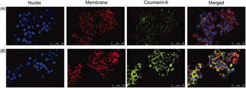 Figure 2. Cellular uptake of free coumarin-6 (A) and coumarin-6-loaded NPs (B) against HepG2. Scale bar: 50 μm.