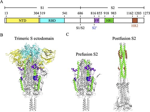 Figure 1. The molecular structure of SARS-CoV-2 S protein. (A) The schematic diagram of the domain structure of SARS-CoV-2 S protein. NTD, N-terminal domain (yellow). RBD, receptor-binding domain (cyan). S1/S2, S1/S2 furin cleavage site. S2’, S2’ cleavage site R815 (blue spheres). FP, fusion peptide (bright purple). HR1, heptad repeat 1 (green). HR2, heptad repeat 2 (brown). (B) The trimeric S protein ectodomain. (C) The prefusion (left) and postfusion (right) structures of the trimeric S2 subunits. HR2 was not seen in the crystal structure of the trimeric S protein ectodomain (PDB ID: 6XR8).
