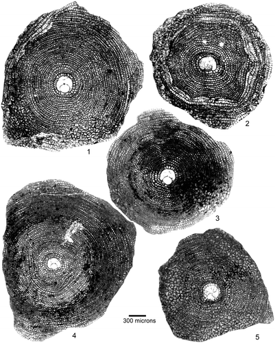 Plate 2. Equatorial sections of D. archiaci from early Eocene Patala Formation, Thal, NW Pakistan. 1–2: D. archiaci (Schlumberger) ex. interc. staroseliensis-bakhchisaraiensis Less. 1: THAL.11–29, 2: THAL.11–31. 3–5: D. archiaci (Schlumberger) bakhchisaraiensis Less. 3: THAL.12–43, 4: THAL.16–15, 5: THAL.16–42. The specimen label denotes sample number, and specimen number (e.g. THAL.11–31).