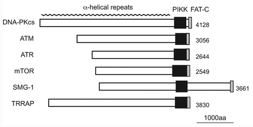 Figure 1. The domain structures of human PIKK family members. PIKKs share the highly conserved catalytic PIKK domain and the FAT-C (FRAP, ATM, and TRRAP C-terminal) domain. Although the PIKK domain has sequence homology to the catalytic domain of PI3-kinases, PIKKs act as Ser/Thr protein kinases except for TRRAP. The FAT-C domain located near the PIKK domain is thought to modulate the kinase activity. The N-terminal region of PIKK is composed of α-helical repeats, which contribute to protein-protein interactions.