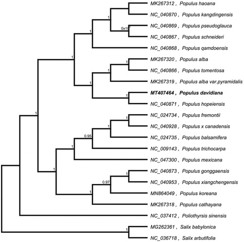 Figure 1. Neighbour-joining (NJ) analysis of P. davidiana and other related species based on the complete chloroplast genome sequence.