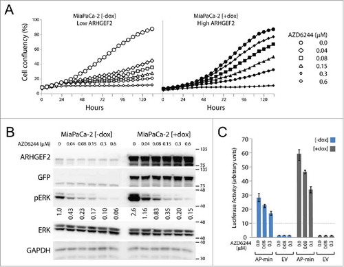 Figure 2. Enforced ARHGEF2 expression desensitizes cells to AZD6244 treatment via activation of the MAPK pathway. (A) Growth curves of doxycycline inducible ARHGEF2Δ87–151-GFP-MiaPaCa-2 cells grown in the absence (open shapes, low ARHGEF2) or in the presence of doxycycline (filled shapes, high ARHGEF2) treated with the indicated doses of AZD6244. Growth rates were monitored over the indicted time course using the Essen Incucyte Zoom. (B) Western blot analysis of p-ERK activation in doxycycline inducible ARHGEF2Δ87–151-GFP MiaPaCa-2 cells grown in the absence [-dox] or in the presence of doxycycline [+dox]. Lysates were probed with the indicted antibodies 24 hours post induction of ARHGEF2Δ87–151-GFP. GAPDH served as a loading control. Quantification of p-ERK is indicated. (C) Normalized luciferase activity generated from the minimal ARHGEF2 promoter (AP-min) or pGL3-Basic empty vector control (EV) transfected in doxycycline inducible ARHGEF2Δ87–151-GFP MiaPaCa-2 cells grown in the absence [-] or in the presence of doxycycline [+]. Cells were treated with the indicated doses of AZD6244 8 hours after induction of ARHGEF2. Luciferase activity was normalized to renilla expression and data are plotted as the fold change over empty vector. Error bars represent standard deviations from 3 independent transfections.