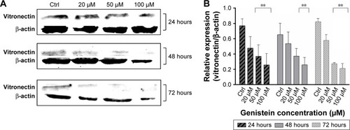 Figure 2 Inhibition of vitronectin expression.