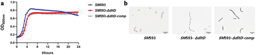 Figure 2. (a) growth curve. (b) Gram stain.