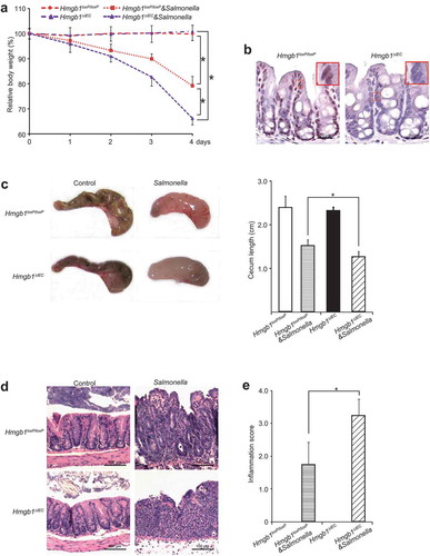 Figure 1. Hmgb1ΔIEC mice were more susceptible to Salmonella infection than Hmgb1loxP/loxP mice. (a) Relative body weight changes in mice infected with Salmonella or not. (n = 7 mice/group, ANOVA test, * p < 0.05). (b) IHC staining of HMGB1 in the colon of Hmgb1loxP/loxP and Hmgb1ΔIEC mice. Data were from a single experiment and were representative of n = 5 mice per group. (c) Cecum shortening was observed in the intestine of mice infected with Salmonella. The cecum was dissected from the indicated mouse and photographed. The cecum length was significantly less in the Hmgb1ΔIEC mice infected with Salmonella, compared to the Hmgb1loxP/loxP mice infected with Salmonella. (n = 7, student’s t-test, *p < 0.05). (d and e) Representative H&E staining and pathology scores of intestine tissues from mice with or without Salmonella infection (n = 5, student’s t-test, * p < 0.05).