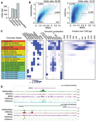 Figure 3. Association of BRD2 with histone H3 and H4 acetylation and different chromatin states defined by ChromHMM. (A) Bar plot showing the genome-wide association of BRD2-binding sites and histone modification marks (H3K4me1, H3K4me3, H3K27ac, and H4K5acK8ac) measured by odds ratio. The higher odds ratio means higher association. (B) Association between BRD2 binding and H4K5acK8ac (left), or H3K27ac (right), shown by a density plot. X-axis: the normalized ChIP-seq signal (log10 RPM + 0.25) of BRD2, y-axis: H4K5acK8ac (left) or H3K27ac (right). The regions were divided into weak and strong signal categories (thresholds: −1 for BRD2; 0 for H4K5acK8ac and H3K27ac) and the numbers represent contingency table between weak and strong categories of the compared marks. The odds ratios were calculated by Fisher Exact Test using the contingency table as input and represent the co-occurrence/enrichment between strong BRD2 signals and H4K5acK8ac (left) or H3K27ac signals (right). (C) Twenty ChromHMM chromatin states defined based on the histone modification marks and BRD2. The left panel represents the predicted chromatin states of indicated histone modifications, shown by different colors (orange for promoter/TSS, yellow for enhancer, green for transcription/elongation, and cyan for heterochromatin); the middle panel (genomic localization) indicates the genomic distribution of each state; the right panel shows the enrichment of each state within ±2 kb of TSS (RefSeq). (D) Genome browser views showing examples of H4K5acK8ac-preferential enhancer (upper) and H3K27ac-preferential enhancers (lower).