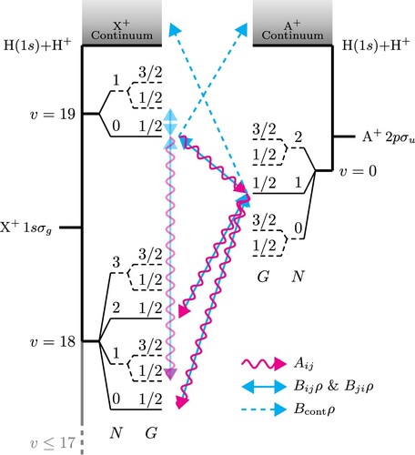 Figure 1. Energy-level diagram of the weakly bound states of H2+. The ground electronic state, X+ 2Σg+, is depicted on the left-hand side, displaying the dissociation continuum on the top and the two highest vibrational levels. Levels with v = 13−17 are not shown for clarity but are taken into account in the calculation On the right-hand side, the first excited electronic state, A+ 2Σu+, is shown with a single vibrational level, v = 0, and the dissociation continuum. For both electronic states, the rotational levels denoted with a dashed line are the ortho-levels with I = 1. The arrows represent a simplified version of the transitions present for para-H2+  with the whole population starting in the X+(v=19,N=0,G=1/2) level; wavy red lines indicate spontaneous emission, the double-headed solid blue lines show stimulated emission and absorption, and the single-headed dashed blue line stands for absorption into the continuum (all states experience absorption into the continuum, but only a few are explicitly shown). The forbidden transitions, allowed by g/u-mixing, are also shown. Neglecting spin-rotation interactions, the levels F are degenerate and not shown.
