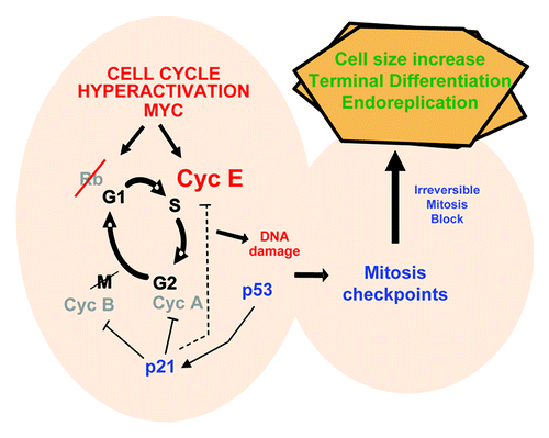Figure 4. Molecular control of epidermal oncogene-induced differentiation. By deregulating the cell cycle, overexpression of Cyclin E in keratinocytes causes DNA damage (possibly by replication stress); this induces DNA damage responses including the mitosis checkpoints that block cell division; this triggers cell size increase, terminal differentiation and DNA re-replication; transient p21CIP1 is able to inhibit both cdk2 and cdk1, but the high amounts of Cyclin E may make less efficient the inhibition of S phase-cdk2.Citation46
