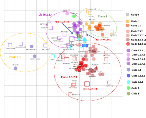 Fig. 1 Antigenic maps of influenza A(H5N1) HA based on HI immune responses to chicken antisera.Both vertical and horizontal axes represent antigenic distance. Grid lines represent 1 antigenic distance unit, corresponding to a 2-fold dilution in the HI assay. Different antigenic clusters are indicated with different colors. Filled circles indicate antigens, while open squares indicate antisera