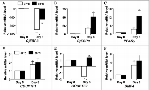 Figure 4. The effect of incubation temperature on mRNA expression in differentiating cultures of primary pig preadipocytes for the transcriptional modulators (A) CCAAT/enhancer-binding protein β (C/EBPβ), (B) CCAAT/enhancer-binding protein α (C/EBPα), (C) peroxisome proliferator-activated receptor gamma (PPARγ), (D) chicken ovalbumin protein transcription factor 1 (COUP-TF1), (E) chicken ovalbumin protein transcription factor 2 (COUP-TF2), and (F) bone morphogenic protein 4 (BMP4). Expression was determined by real-time RT-PCR. Values were normalized to S15 expression. Data is expressed as fold change relative to baseline (d 0) and calculated according to Pfaffl, 2010. Bars denoted by * and ** differ (P < 0.05), n = 6.