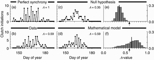 Figure 1. Clutch initiation data, simulations, and distributions of Λ-values. (a) Simulation of perfect synchrony. (b) Data from 2006. (c) Monte Carlo simulation of null hypothesis. (d) Simulation of stochastic version of egg-laying model in Citation12. (e) Distribution of Λ -values generated from Monte Carlo simulations of null hypothesis. Vertical bar indicates distribution mean; arrow indicates observed Λ -value. The null hypothesis is rejected (p=0.0006). (f) Distribution of Λ-values generated from stochastic version of egg-laying model. Vertical bar indicates distribution mean; arrow indicates observed Λ -value. The egg-laying model is not rejected.