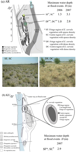 Figure 4 Field investigation site and differences in vegetation density and clump size of E. curvula. (a) Arakawa-ohashi (AR): SF is fringe region of the vegetation, SC is the centre region of the vegetation (in SF and SC region, clump size and the density is low, D c = 10–20 cm), DF is fringe region of the vegetation, DC is the centre region of the vegetation (in DF and DC region, clump size and the density is high, D c = 30–50 cm), (b) Kumagaya-ohashi, KU: clump size and the density is low, D c =10–20 cm