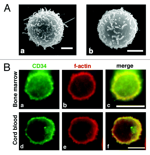 Figure 4. Microvilli in human CD34+ HPCs. (A) SEM of a CD34+ bone marrow cell (a) and CD34+ cord blood cell (b). Scale bars: 2 µm. (B) Immunofluorescence of a CD34+ bone marrow cell (a–c) and a CD34+ cord blood cell (d–f). CD34+ cells were double stained with an anti-CD34 antibody (a and d) and phalloidin (b and e). Merged images (c and f). Scale bars: 5 µm.