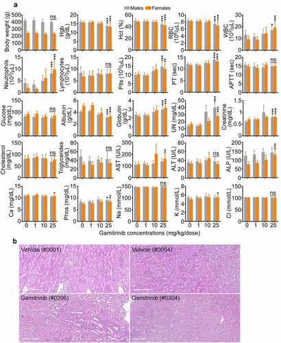 Figure 3. Gamitrinib toxicity in rats. (a) Males and females Sprague-Dawley rats were administered IV Gamitrinib at the indicated dose levels of 1, 10 and 25 mg/kg twice weekly for 29 d (dosing phase) weighed and blood samples collected at the end of the dosing phase were analyzed for the indicated clinical-chemistry parameters (mean ± SD). *, p = .01–0.03; **, p = .001–0.002; ***, p = .0004-<0.0001; ns, not significant. (b) Kidney histology of study rats (animal numbers in parentheses) administered vehicle or Gamitrinib IV (25 mg/kg/dose). Vehicle (#0001), normal kidney; Vehicle (#0004), minimal kidney degeneration/regeneration; Gamitrinib (#0306), slight kidney tubule degeneration/regeneration; Gamitrinib (#304), marked kidney tubule degeneration/regeneration. Representative images. Scale bar, 300 µm.