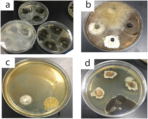 Figure 3. Pictures of microorganisms isolated from the studied samples of coffee. (a) colonies of Aspergillus niger, (b) Mucor sp. Fusarium and yeast sp. 2., (c) Fusarium and yeast sp. 1 colonies, (d) Colonies of Aspergillus niger group and Fusarium sp.