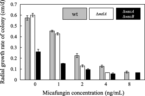 Fig. 5. Comparison of the effects of micafungin on the growth of A. nidulans Wt, ΔmtlA, and ΔwscA ΔwscB Strains.Note: A total of 104 conidiospores of a given strain were inoculated onto YG plates containing micafungin and cultured at 30 °C. The radial growth rate (cm/d) of each strain was then calculated.