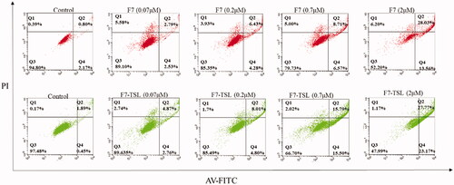 Figure 7. Apoptosis analysis of MCF-7 cells induced by F7 solution and F7-TSL for 24 h.