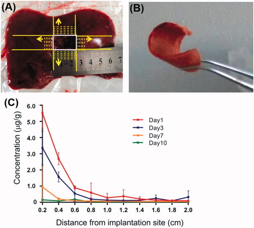 Figure 6. Local penetration of DOX from DOX-loaded implants. (A) Serial frozen liver tissue sections were sliced in two mutually perpendicular directions from the boundary of the implantation site. (B) The frozen liver tissue section of 2 mm thick. (C) Concentration of DOX in liver tissues around the implantation site.