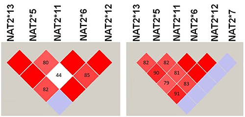 Figure 2 The LD between NAT2 variants among samples of Jordanians T2DM and non-T2DM. The LD was generated using Haploview software. The red square indicates a strong while the white square indicates a weak LD between NAT2 variants. The blue square indicates that there is no LD between NAT2 variants.