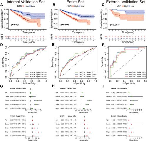 Figure 4 Validation of NRPI in multiple cohorts. Survival analyses in the (A) internal validation set, (B) entire set, and (C) external validation set. Time-dependent ROC curves analyses in the (D) internal validation set, (E) entire set, and (F) external validation set. The univariate and multivariate Cox regression analyses in the (G) internal validation set, (H) entire set, and (I) external validation set.