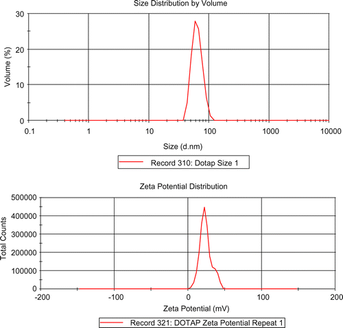 Figure 2.  2a: Particle size of the liposomes using photon correlation spectroscopy. 2b: Zeta potential of the liposome using photon correlation spectroscopy.