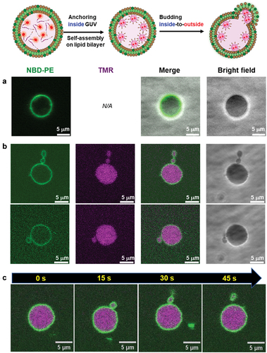 Figure 9. (a,b) CLSM images of NBD-labeled POPC GUVs (1 mM POPC, 100 μM cholesterol, 10 μM NBD-PE) before (a) and after (b) adding 2 μM TMR–β-annulus–SS-octyl inside GUV. (c) Time-series CLSM images of NBD-labeled POPC GUV budding inside-to-outside. The elapsed time from the start of observation is shown. Channels for NBD-PE (green) and TMR (magenta), as well as the bright field for the CLSM images. The inner aqueous phase of GUV comprises 2 μM TMR–β-annulus–SS-octyl, 150 mM sucrose, and 350 mM glucose in a 10 mM HEPES buffer containing 5% DMSO (pH 7.4), and the outer phase comprises 500 mM glucose in the 10 mM HEPES buffer (pH 7.4).