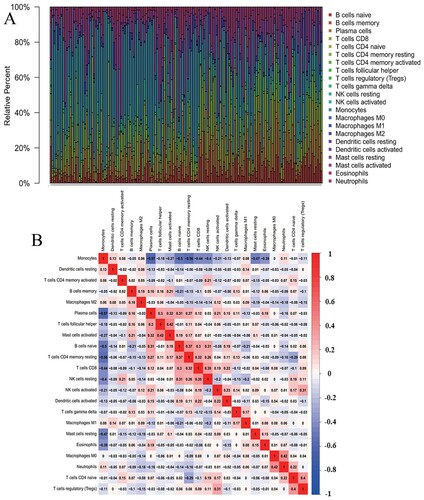 Figure 1. Distribution of the abundance ratios of 22 immune cells. (A) The abundance ratio of immune cells in the 148 samples. Each column represents a sample, and each column with a different color and height indicates the abundance ratios of immune cells in this sample. (B) The relationship between the abundance ratios of various immune cells. The value represents the correlation value. Red represents a positive correlation, and blue represents a negative correlation.