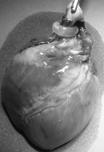 Figure 1.  Excised heart with silicone banding around the ascending aorta.