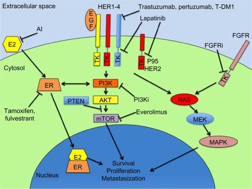 Figure 1 Schematic representation of the main targeted pathways and their inhibitory drugs in breast cancer treatment.