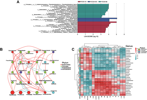 Figure 3 Enriching microbial taxa in PCOS patients of each group and their correlations with clinical parameters. (A) LEfSe identified significant abundant taxa in each group (LDA score (log 10)>3, p<0.05). The abbreviations for kingdom, phylum, class, order, family, genus, and species are k, p, c, o, f, g and s, respectively. (B) Network analysis of correlations among enriching microbial taxa at the genus level. The size of ellipse denotes the relative abundance of the genus. The red and green lines denote positive and negative correlations, respectively. Only top 30 genera in abundance are counted and mapped. Only r>0.4 or r<-0.4, and P<0.05 is displayed a line. Microbial taxa from different phyla are shown by different colors on the right. (C) Heatmap of correlations between clinical parameters and microbial taxa at the genus level. Microbial taxa with top 30 abundance detected in samples are listed on the left, and clinical parameters are shown on the bottom. Microbial taxa from different phyla are shown by different colors on the right. R values are shown in different colors, and only r>0.4 or r<-0.4, and P<0.05 are marked. *Means 0.01≤P<0.05, ** means 0.001≤P<0.01, *** means P<0.001.