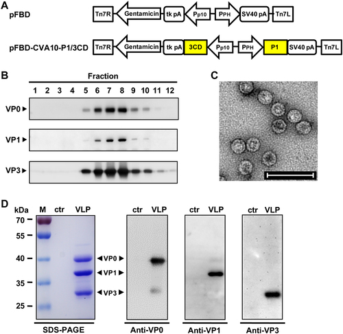 Fig. 1 Expression and characterization of CVA10-VLP in insect cells.a Diagrams of plasmids pFBD and pFBD-CVA10-P1/3CD. Tn7R and Tn7L, right and left elements of Tn7 transposon; Gentamicin, gentamicin resistance gene; tk pA, herpes simplex virus thymidine kinase (tk) polyadenylation signal; Pp10, Autographa californica multiple nuclear polyhedrosis virus (AcMNPV) p10 promoter; PPH, AcMNPV polyhedrin promoter; SV40 pA, SV40 polyadenylation signal. b Sucrose gradient sedimentation analysis. Lysates from Sf9 cells infected with baculovirus Bac-CVA10-P1/3CD were subjected to 10–50% sucrose gradient centrifugation. Twelve fractions were collected from the top of the gradient, followed by western blotting analysis using polyclonal antibodies against CVA10 VP0, VP1, and VP3 proteins. c Transmission electron microscopy imaging of CVA10-VLP. Scale bar = 100 nm. d SDS-PAGE and western blotting analysis of the purified CVA10-VLP sample. Lane M, protein marker; ctr, control antigen produced from uninfected Sf9 cells; and VLP, purified CVA10-VLP