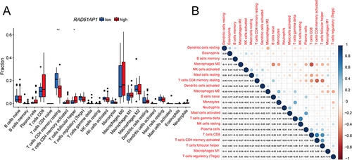 Figure 8 (A) The percentages of 22 immune cell infiltration profiles based on CIBERSORT analysis were compared between the high- and low-RAD51AP1 expression subgroups. (B) The correlation heatmap displaying the correlation between RAD51AP1 expression and various immunocyte levels. *P < 0.05; **P < 0.01.